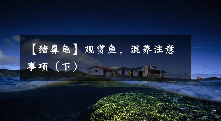 【猪鼻龟】观赏鱼,混养注意事项(下)