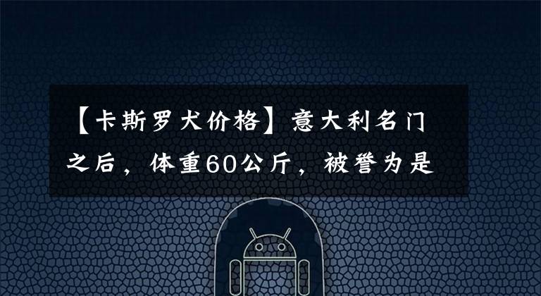 【卡斯罗犬价格】意大利名门之后，体重60公斤，被誉为是最经典的家庭护卫犬