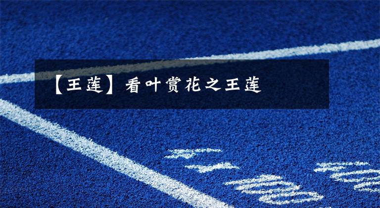 【王莲】看叶赏花之王莲