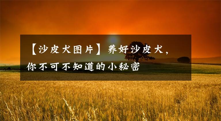 【沙皮犬图片】养好沙皮犬,你不可不知道的小秘密