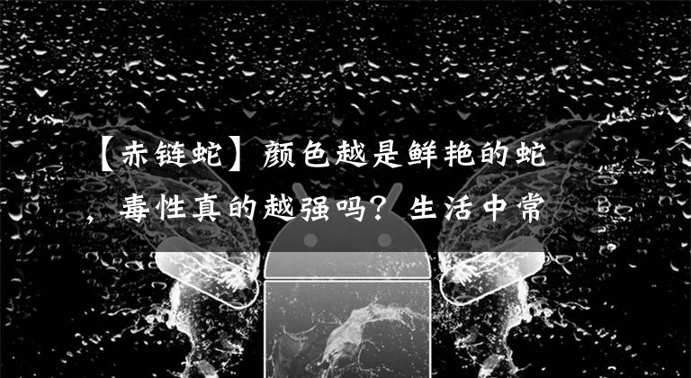 【赤链蛇】颜色越是鲜艳的蛇，毒性真的越强吗？生活中常见的艳丽无毒蛇