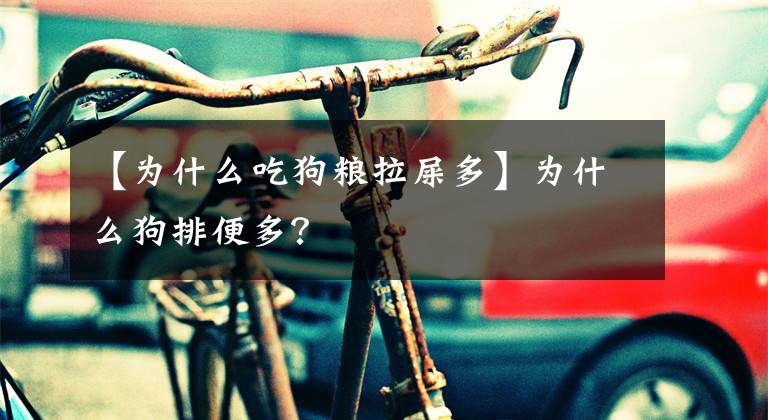 【为什么吃狗粮拉屎多】为什么狗排便多？