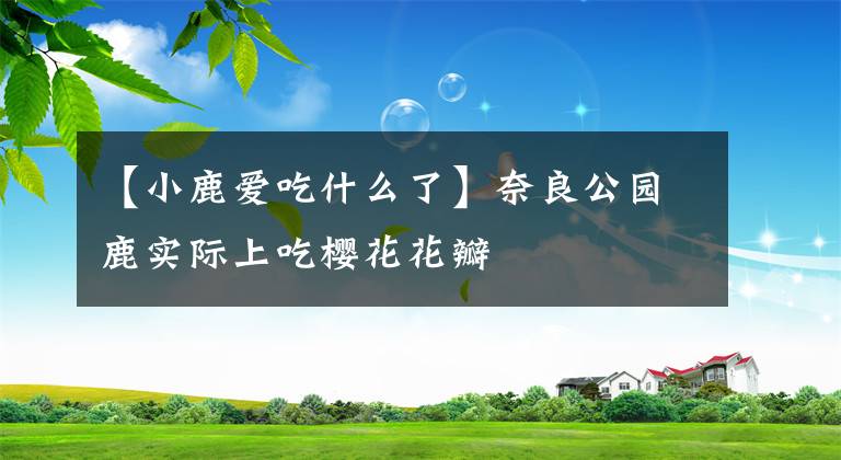 【小鹿爱吃什么了】奈良公园鹿实际上吃樱花花瓣