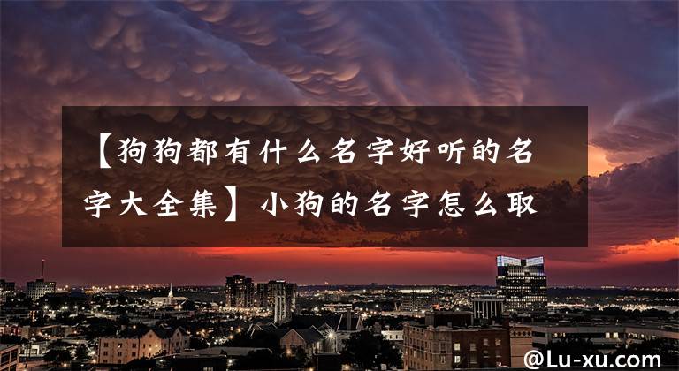 【狗狗都有什么名字好听的名字大全集】小狗的名字怎么取?听西式狗的名字大全