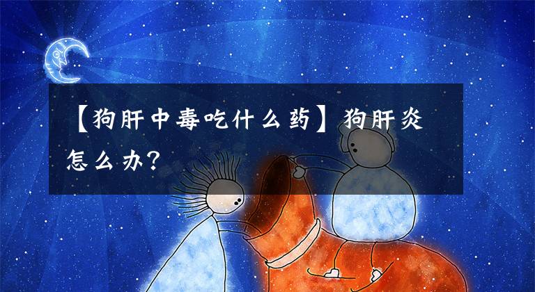 【狗肝中毒吃什么药】狗肝炎怎么办？