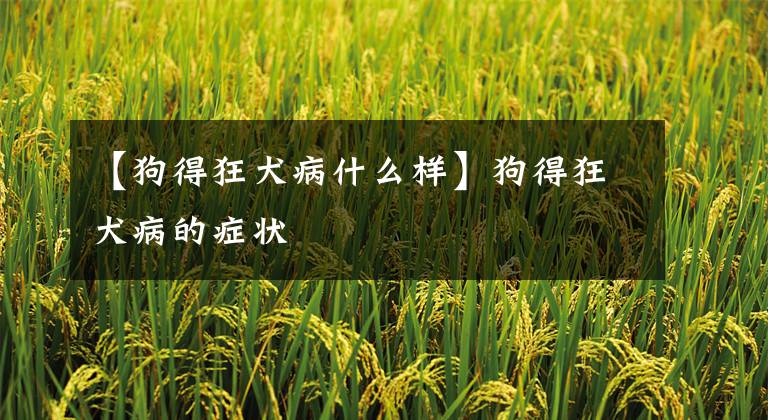 【狗得狂犬病什么样】狗得狂犬病的症状