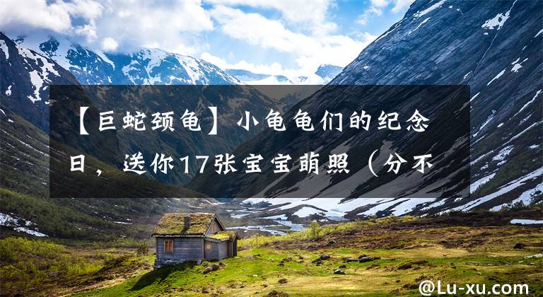 【巨蛇颈龟】小龟龟们的纪念日,送你17张宝宝萌照(分不清乌龟和海龟的就不要点开了)