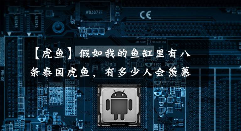 【虎鱼】假如我的鱼缸里有八条泰国虎鱼，有多少人会羡慕，有多少人会嫉妒