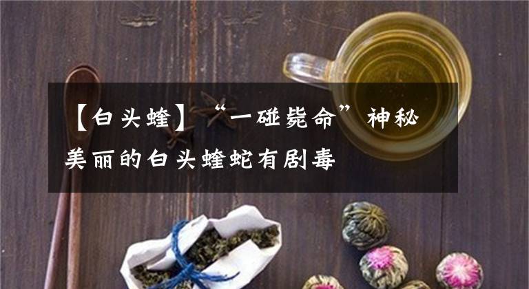【白头蝰】“一碰毙命”神秘美丽的白头蝰蛇有剧毒