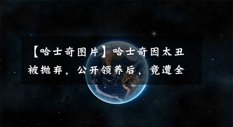 【哈士奇图片】哈士奇因太丑被抛弃，公开领养后，竟遭全网疯抢…