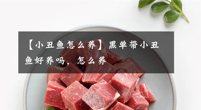 【小丑鱼怎么养】黑单带小丑鱼好养吗,怎么养