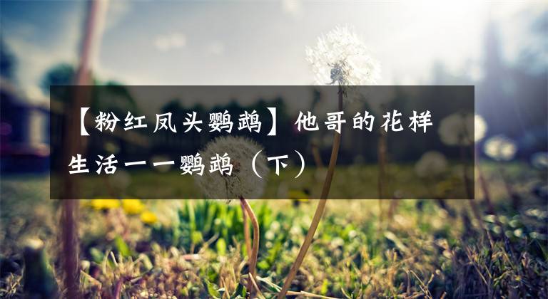 【粉红凤头鹦鹉】他哥的花样生活一一鹦鹉(下)