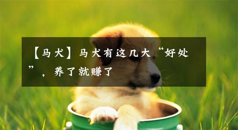 【马犬】马犬有这几大“好处”,养了就赚了