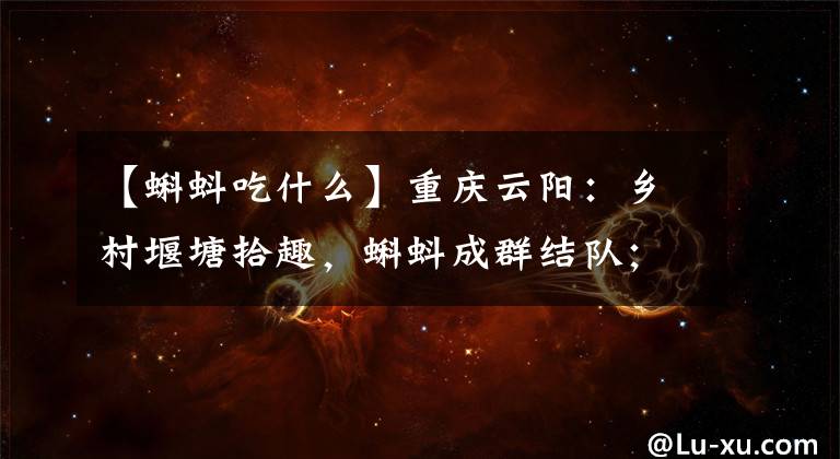 【蝌蚪吃什么】重庆云阳:乡村堰塘拾趣,蝌蚪成群结队;蝌蚪吃什么?