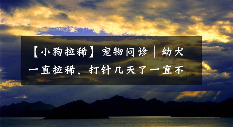【小狗拉稀】宠物问诊|幼犬一直拉稀,打针几天了一直不好
