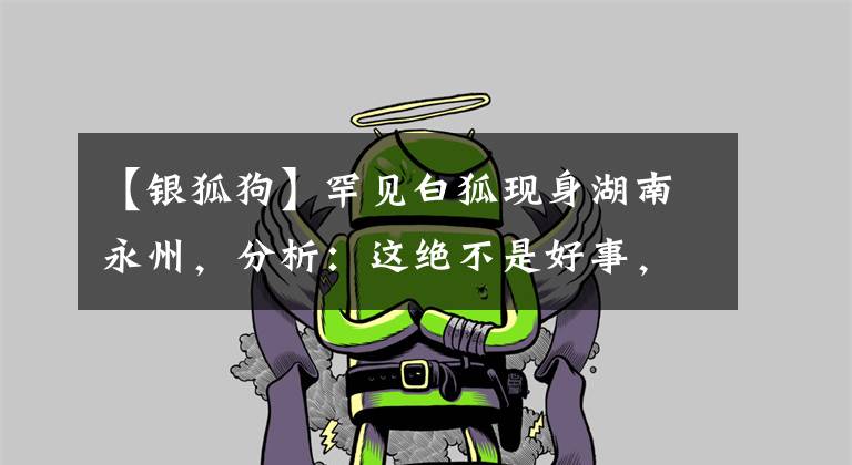 【银狐狗】罕见白狐现身湖南永州，分析：这绝不是好事，看到白狐一定要警惕