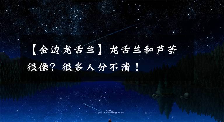 【金边龙舌兰】龙舌兰和芦荟很像？很多人分不清！