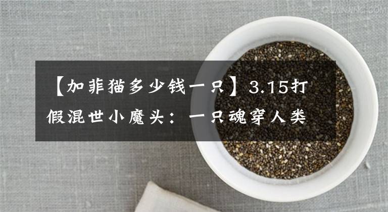 【加菲猫多少钱一只】3.15打假混世小魔头：一只魂穿人类还爱学狗叫的加菲猫