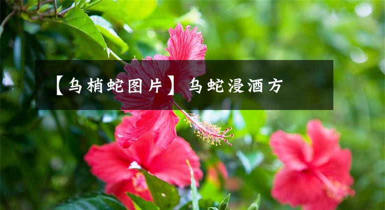 【乌梢蛇图片】乌蛇浸酒方