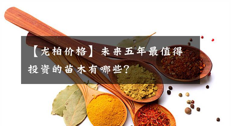【龙柏价格】未来五年最值得投资的苗木有哪些？