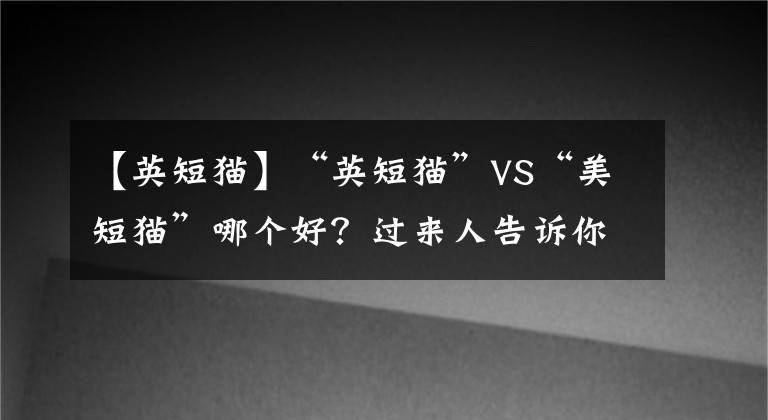 【英短猫】“英短猫”VS“美短猫”哪个好？过来人告诉你，差别很大