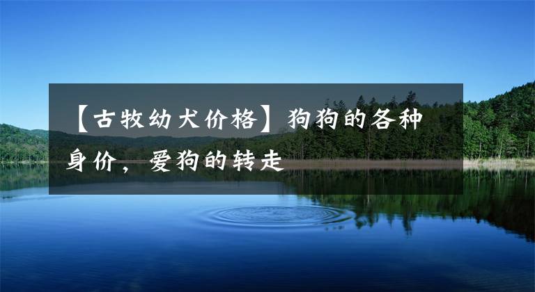 【古牧幼犬价格】狗狗的各种身价,爱狗的转走