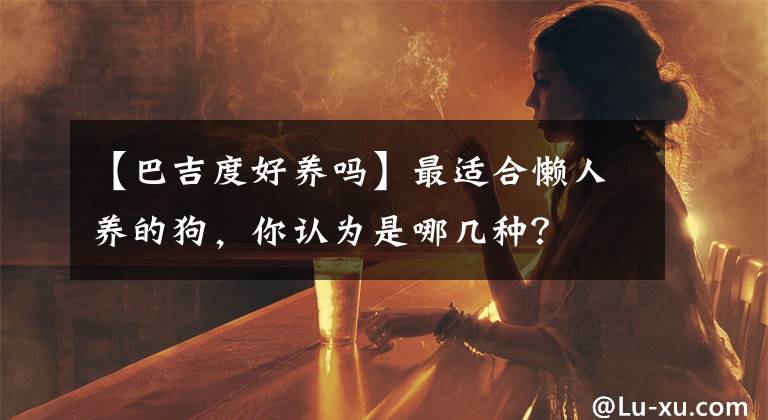 【巴吉度好养吗】最适合懒人养的狗,你认为是哪几种?