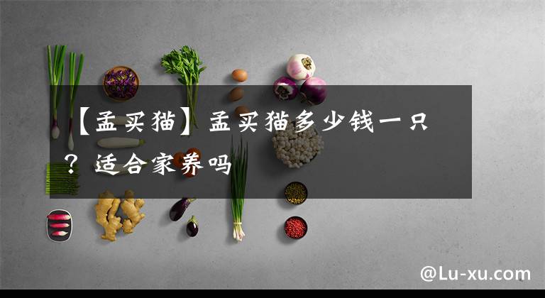 【孟买猫】孟买猫多少钱一只？适合家养吗