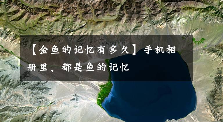 【金鱼的记忆有多久】手机相册里,都是鱼的记忆