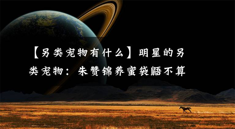 【另类宠物有什么】明星的另类宠物:朱赞锦养蜜袋鼯不算啥,陈乔恩这个认真的吗