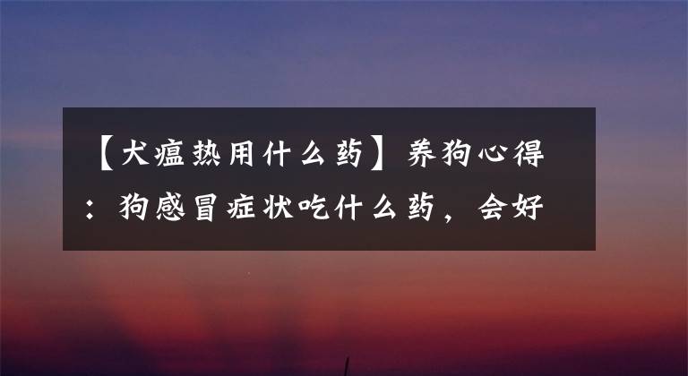 【犬瘟热用什么药】养狗心得:狗感冒症状吃什么药,会好得比较快?