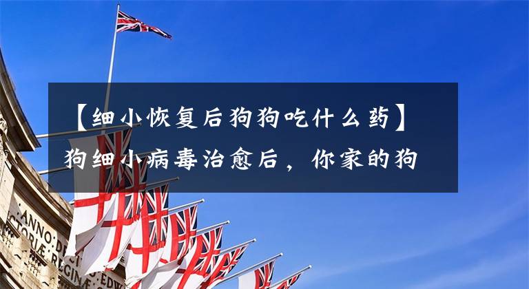 【细小恢复后狗狗吃什么药】狗细小病毒治愈后,你家的狗养了吗?(纯文本)