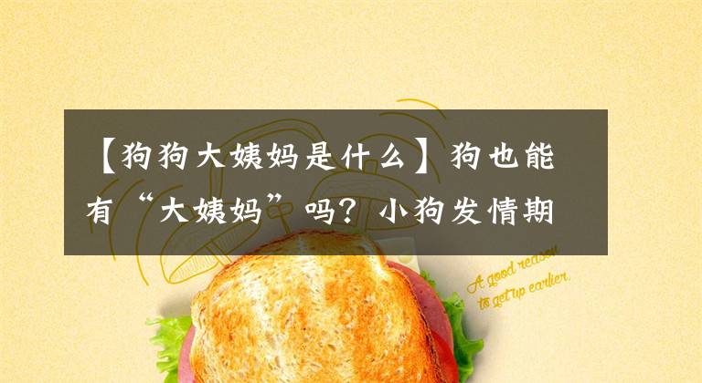 【狗狗大姨妈是什么】狗也能有“大姨妈”吗？小狗发情期要注意什么？