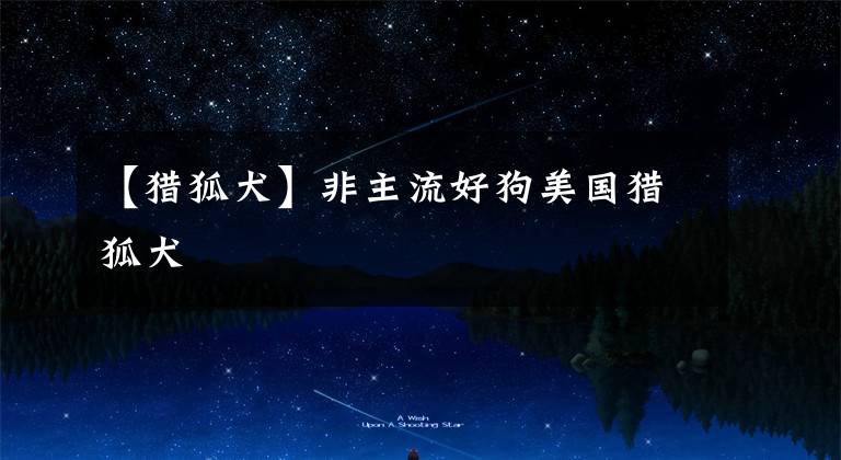 【猎狐犬】非主流好狗美国猎狐犬