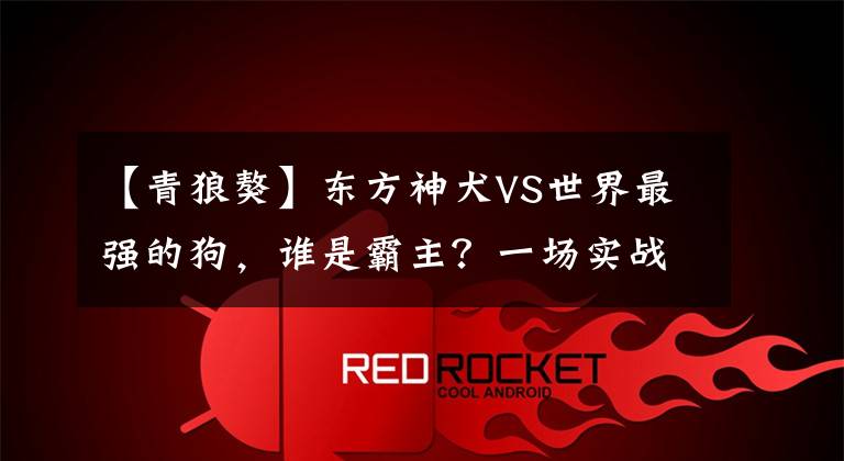 【青狼獒】东方神犬VS世界最强的狗，谁是霸主？一场实战告诉你真相