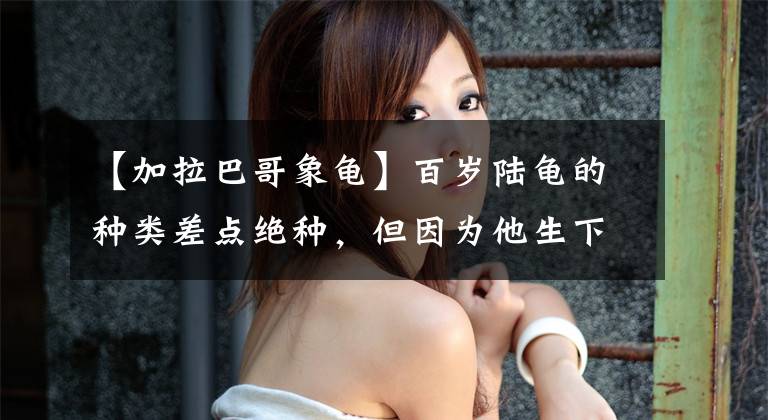 【加拉巴哥象龟】百岁陆龟的种类差点绝种，但因为他生下800个子女反成救国英雄