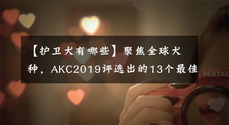 【护卫犬有哪些】聚焦全球犬种,AKC2019评选出的13个最佳家庭护卫犬