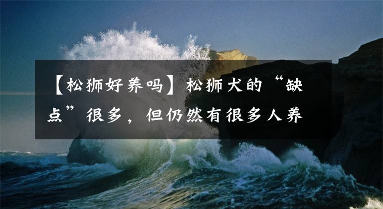 【松狮好养吗】松狮犬的“缺点”很多，但仍然有很多人养它