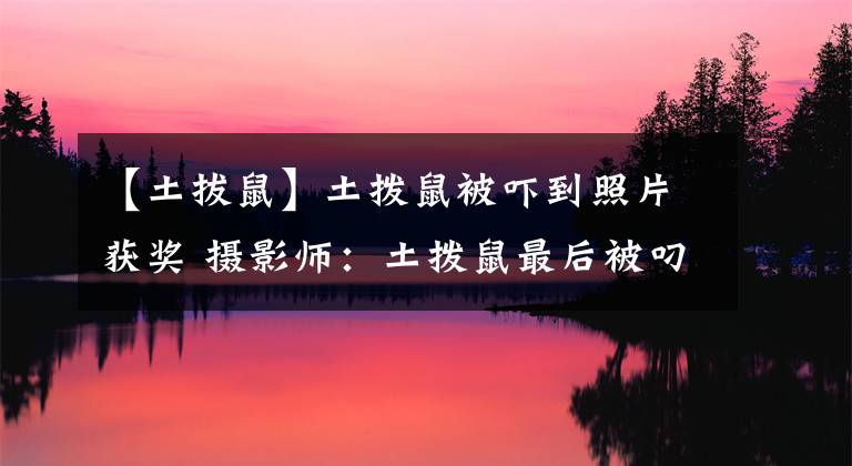 【土拔鼠】土拨鼠被吓到照片获奖 摄影师：土拨鼠最后被叼走