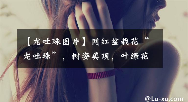 【龙吐珠图片】网红盆栽花“龙吐珠”,树姿美观,叶绿花美,花期长,室内也能养