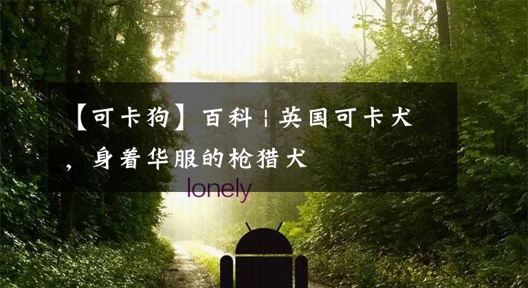 【可卡狗】百科 | 英国可卡犬，身着华服的枪猎犬