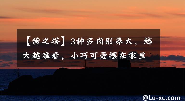 【茜之塔】3种多肉别养大，越大越难看，小巧可爱摆在家里，养十盆都不嫌多