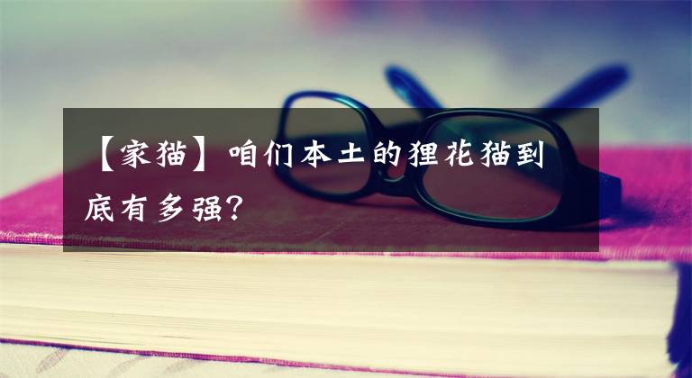 【家猫】咱们本土的狸花猫到底有多强?