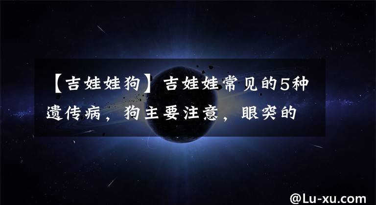 【吉娃娃狗】吉娃娃常见的5种遗传病，狗主要注意，眼突的吉娃娃易患角膜炎