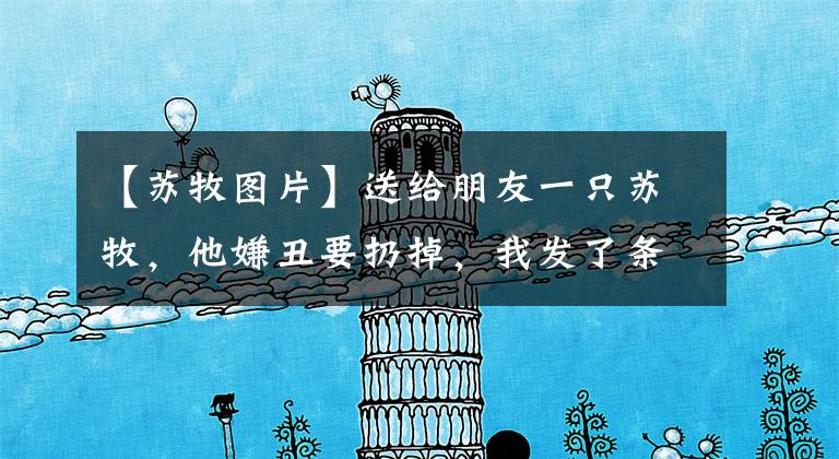 【苏牧图片】送给朋友一只苏牧，他嫌丑要扔掉，我发了条微信他立马不扔了！