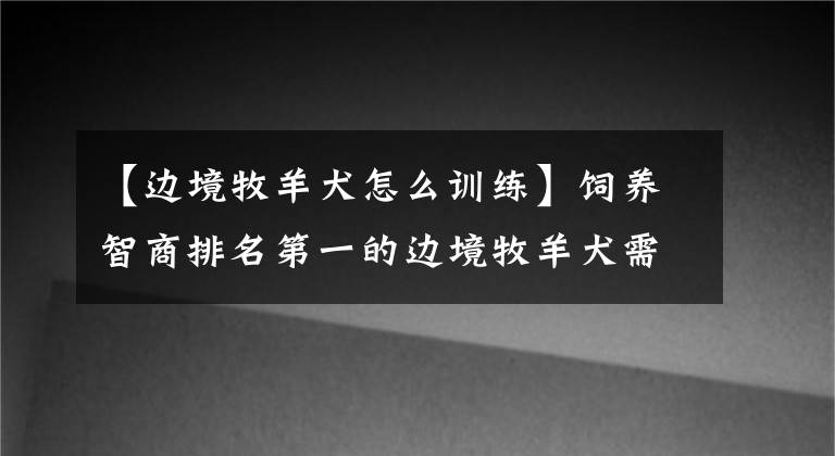 【边境牧羊犬怎么训练】饲养智商排名第一的边境牧羊犬需要注意什么？宠物医生告诉你答案