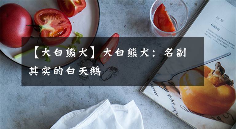 【大白熊犬】大白熊犬:名副其实的白天鹅