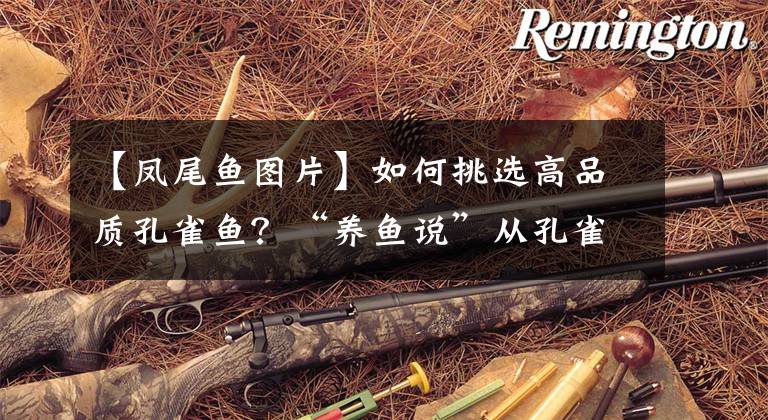 【凤尾鱼图片】如何挑选高品质孔雀鱼?“养鱼说”从孔雀鱼四大纹路给你提提建议