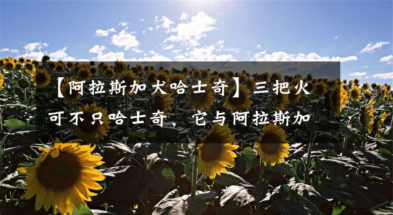 【阿拉斯加犬哈士奇】三把火可不只哈士奇,它与阿拉斯加的区别,别再傻傻分不清啦