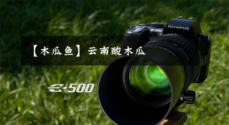 【木瓜鱼】云南酸木瓜